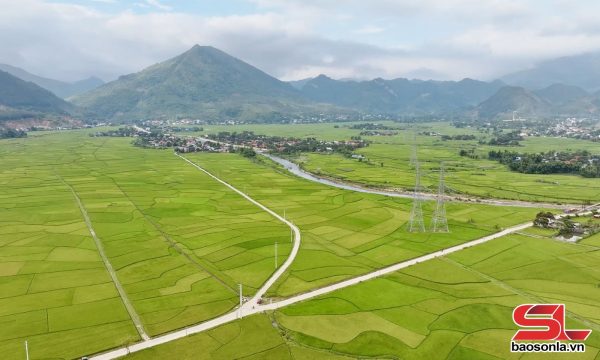 Những mùa vàng Séng Cù trên vùng cao
