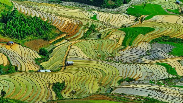 Hành trình hạt gạo Séng Cù từ Mường Tấc đến bữa cơm gia đình