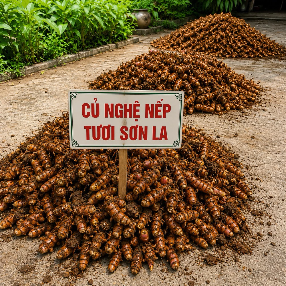Mật ong rừng lên men nghệ nếp - Ảnh 4