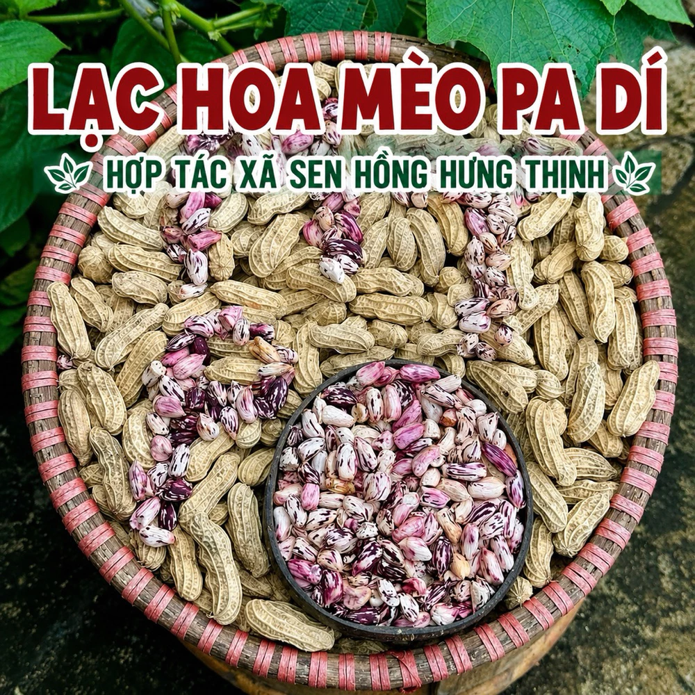 1kg Lạc hoa mèo Pa Dí Tây Bắc - Ảnh 5