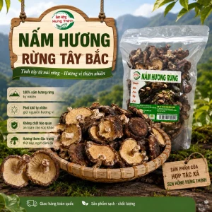 200gr Nấm hương rừng Tây Bắc