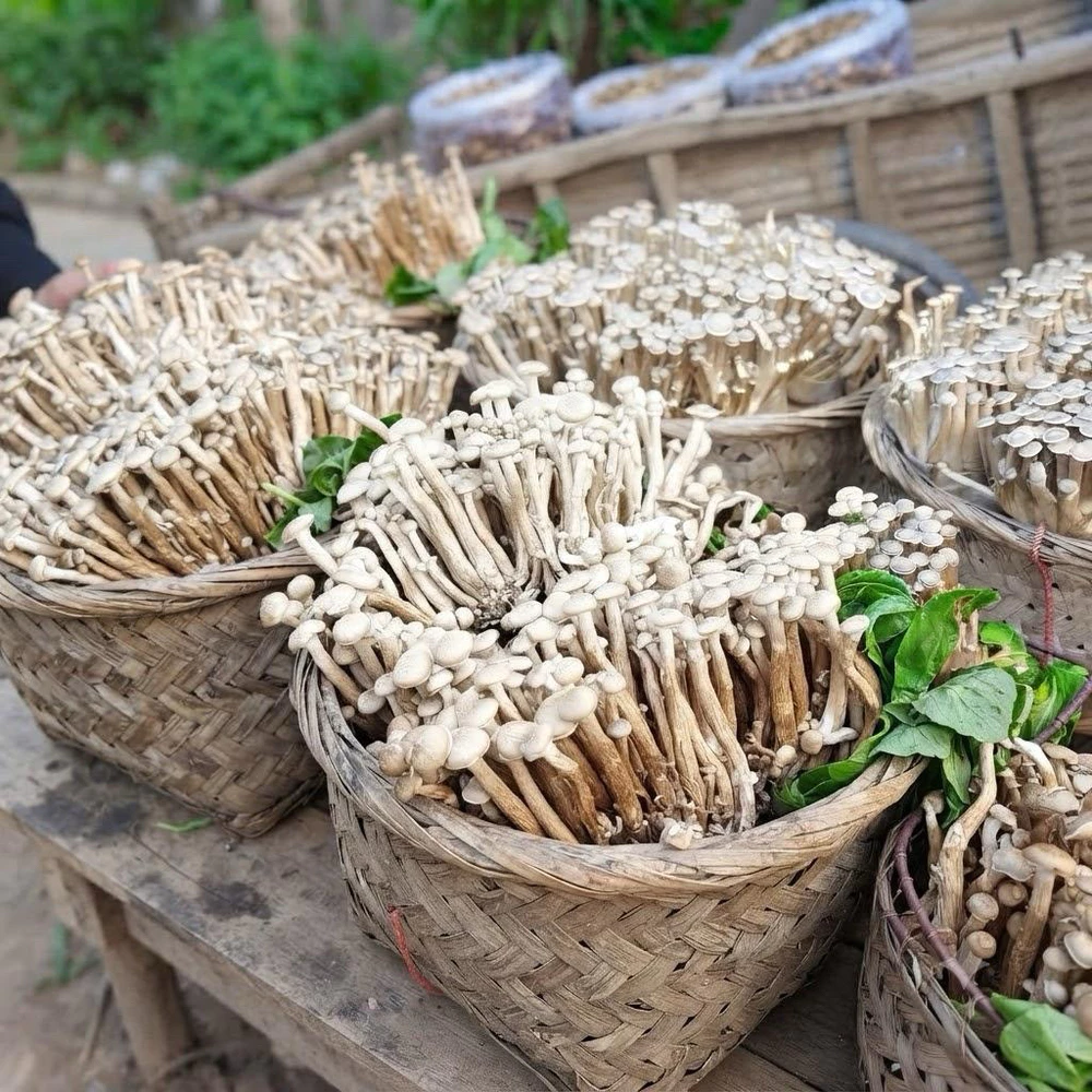 200gr Nấm lộc nhung Tây Bắc - Ảnh 3