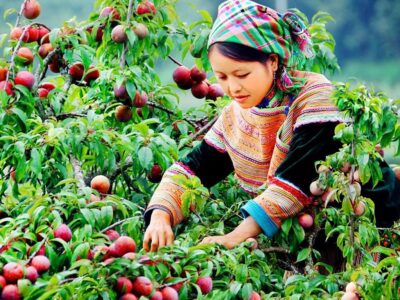 Thưởng thức hương vị núi rừng Tây Bắc với Mận Sấy Dẻo Mộc Châu OCOP 4 Sao từ HTX Sen Hồng Hưng Thịnh