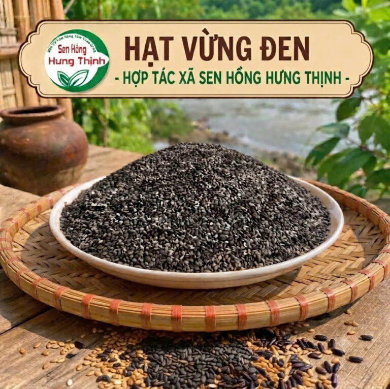 Vừng đen (hắc chi ma) từ lâu đã được coi là vị thuốc quý trong y học cổ truyền