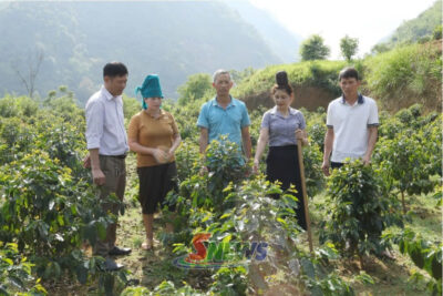 Nậm Ty chuyển đổi cơ cấu cây trồng