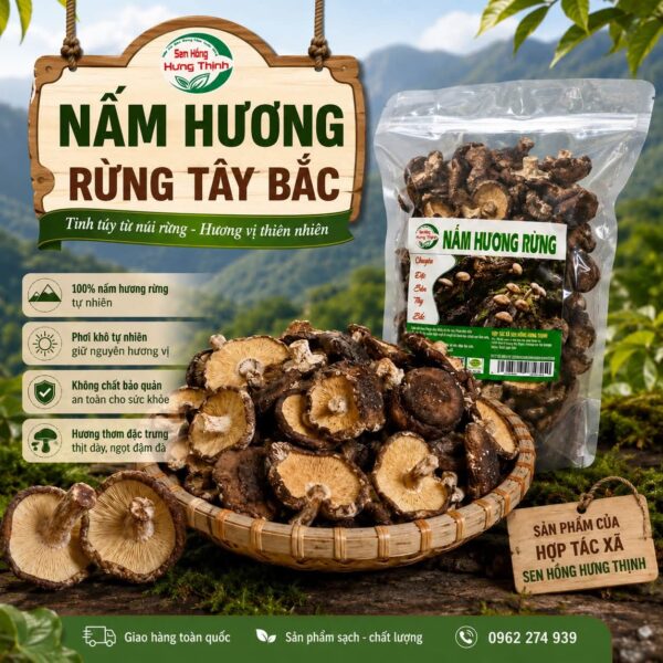 Nấm hương rừng Tây Bắc