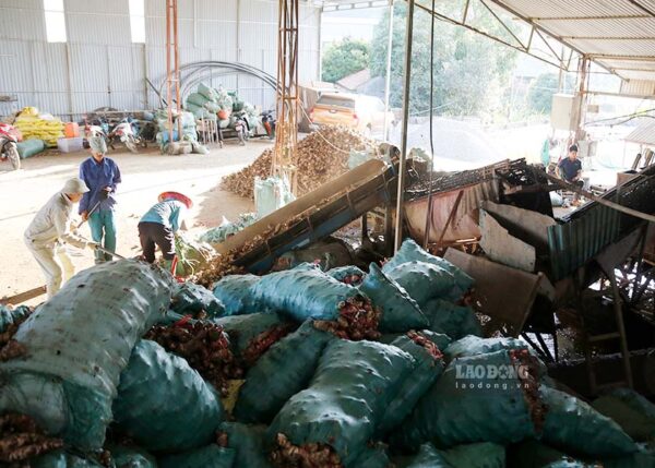 Chất lượng của miến phụ thuộc đến 70% vào khâu lọc bột và nguồn nước sử dụng