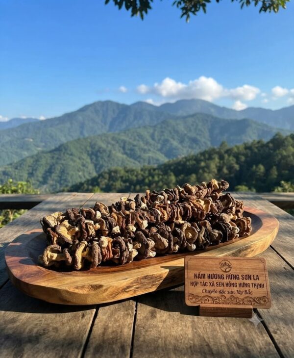 Nấm hương rừng thường được thu hái và phơi hoặc sấy khô để bảo quản vận chuyển đi khắp nơi