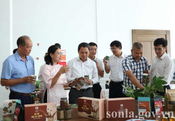 Arabica Sơn La – Vươn tầm thế giới