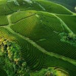 Thảo nguyên xanh mướt đặc trưng của Mộc Châu