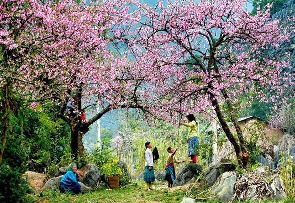 Mộc Châu trở thành điểm sáng của du lịch Việt Nam