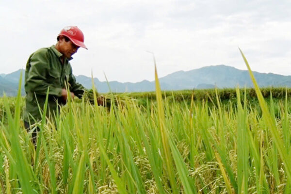 Bước đột phá hướng tới canh tác hữu cơ bền vững